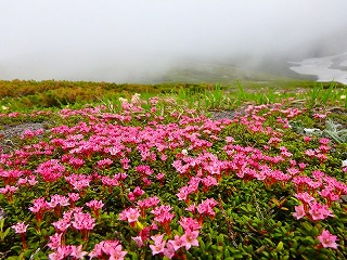 【例会山行】北海道旭岳〜大雪山系縦走と観光・山旅③ (2019.07.16-08.03)