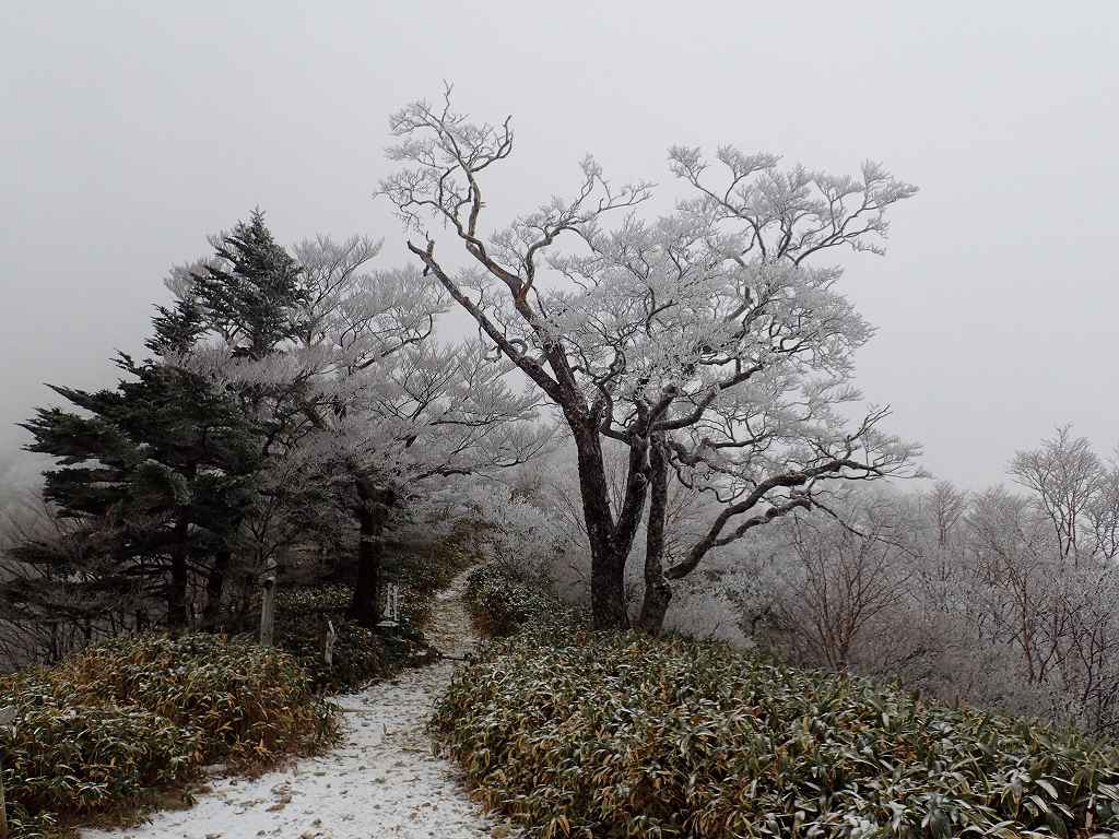 夜明峠ガスって石鎚は見えない 雪が多い年は全面真っ白になる