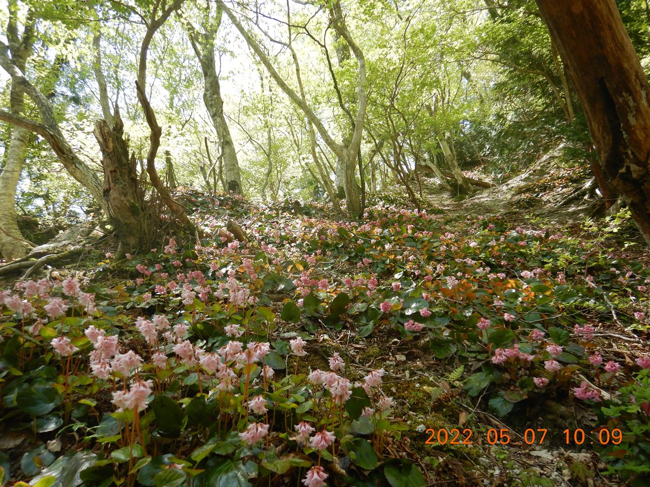 【個人山行】比良神璽谷から堂満岳（2022.5.7）