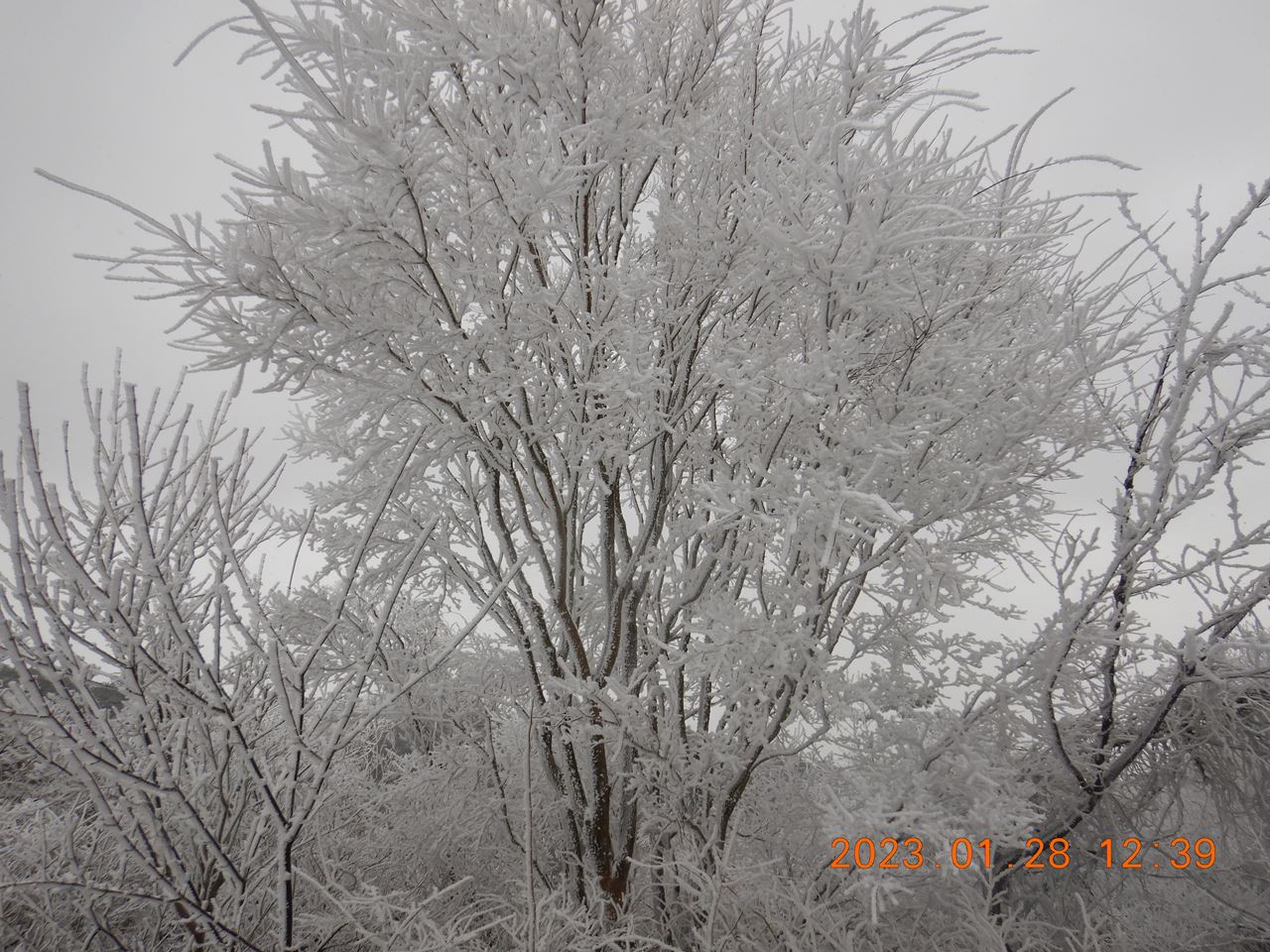 【個人山行】雪の六甲山（2023.1.28）