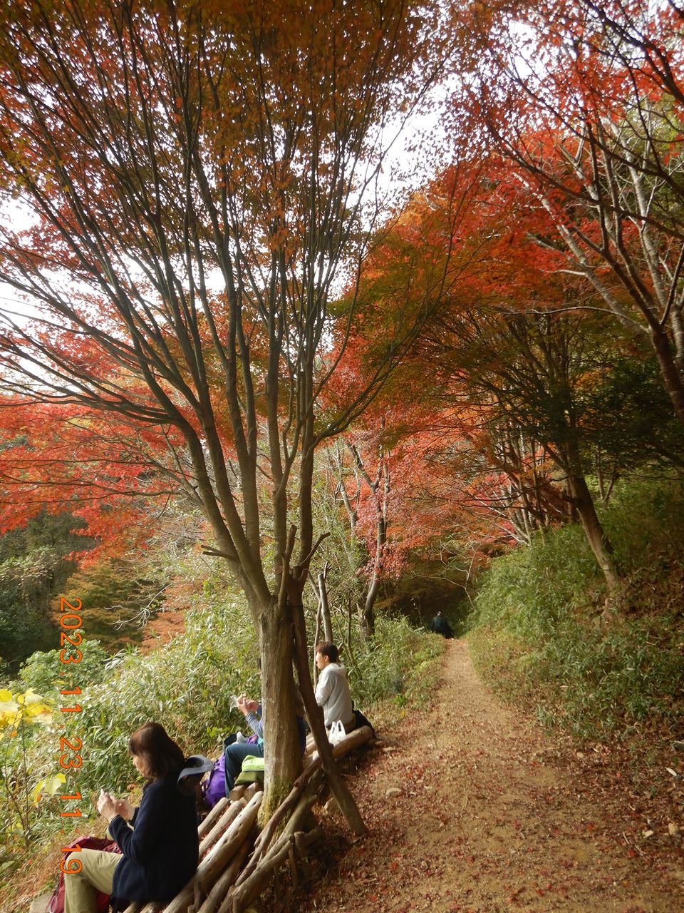 【個人山行】六甲.紅葉山行（2023.11.23）