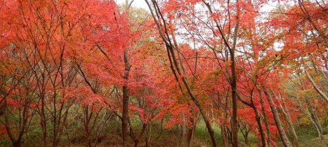 【例会山行】紅葉の六甲山 (2019.11.24)