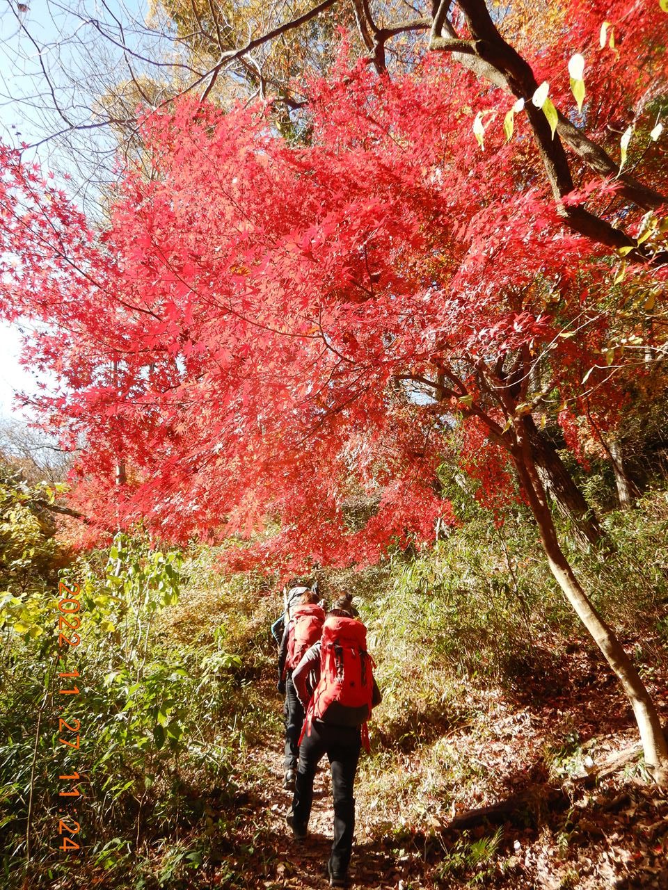 【公開ハイキング】六甲山、黒五谷紅葉と五助尾根（2022.11.27）